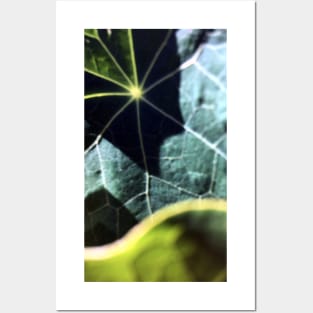 Nasturtium Leaves Posters and Art